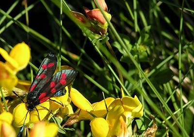 Burnet Moth and Gorse