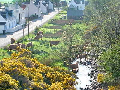 Cows in the burn at Duirinish