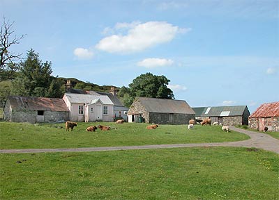 Old Crofts and cows