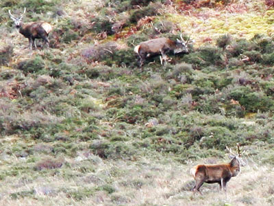 Stags on the hill at Glen Lichd