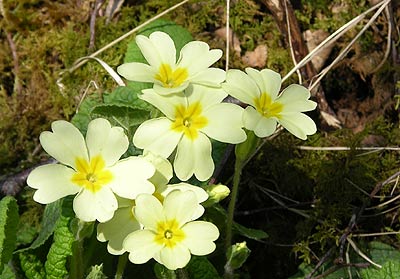 Primroses in Spring