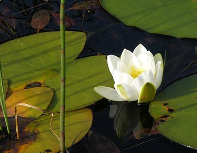 White Water Lilly